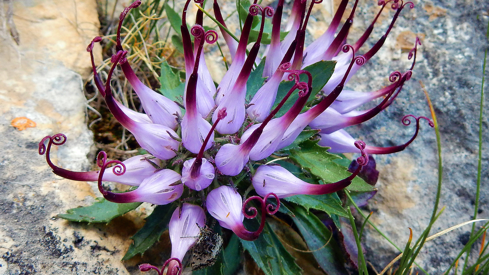 How To Treat Your Pain With Devil Claw Root