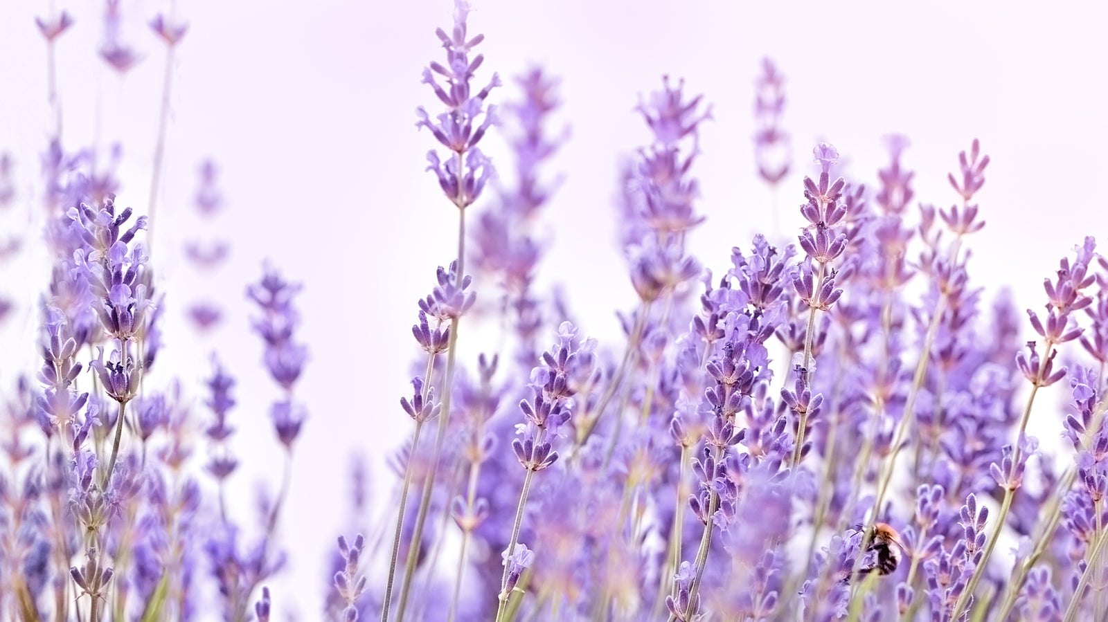 How to Cure Your Pain Shamanically