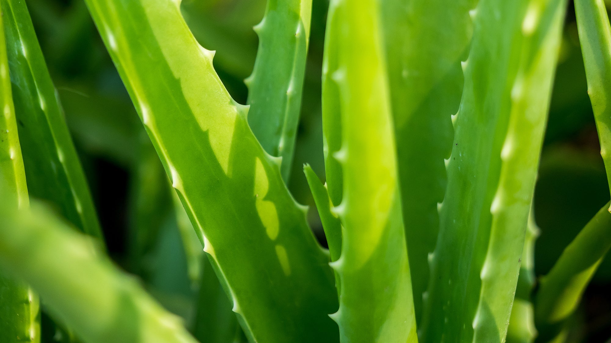Amazing Healing Properties and Benefits of Aloe Vera
