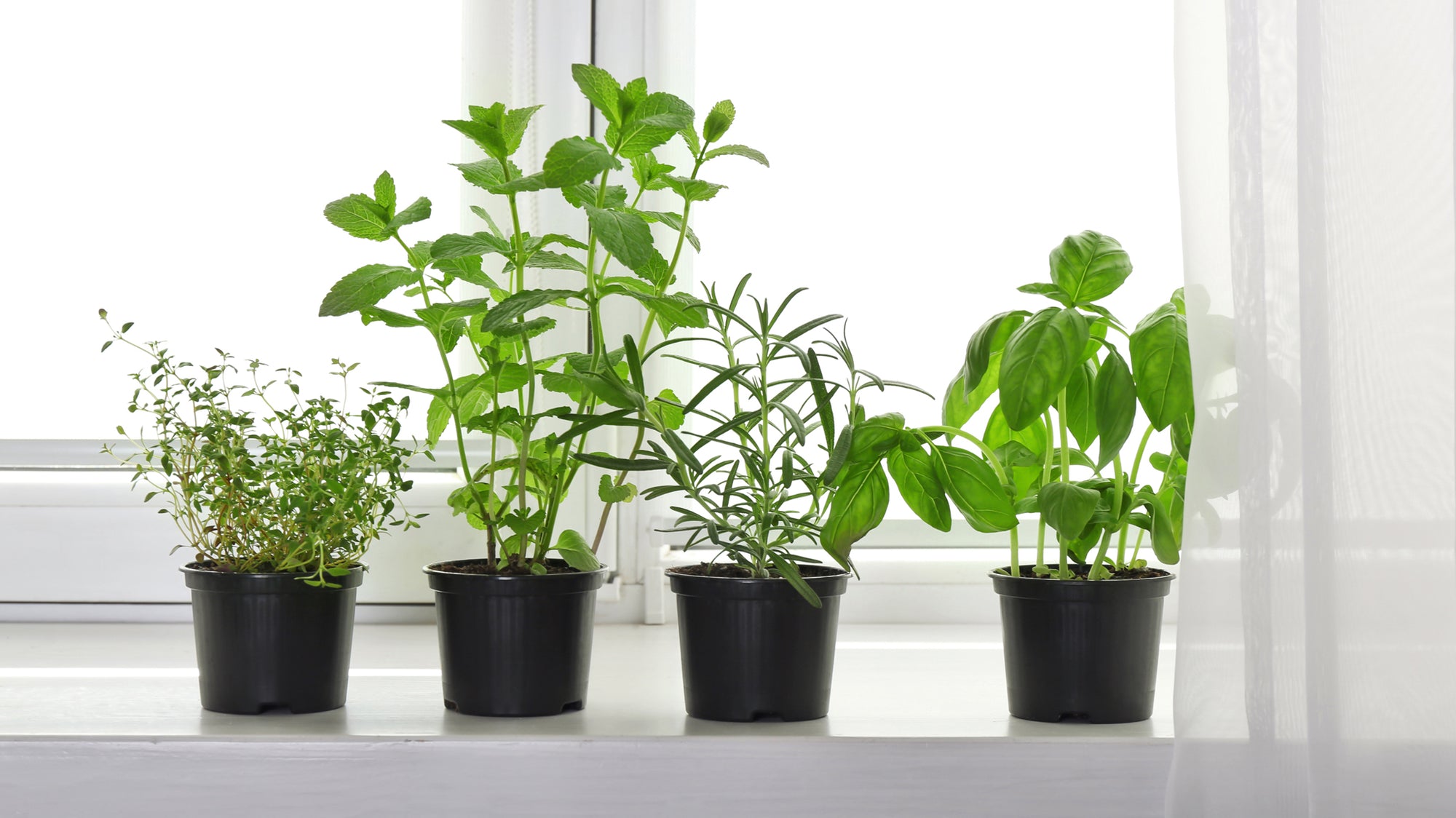 Effective Pain Relief Herbs You Can Grow In Your Garden