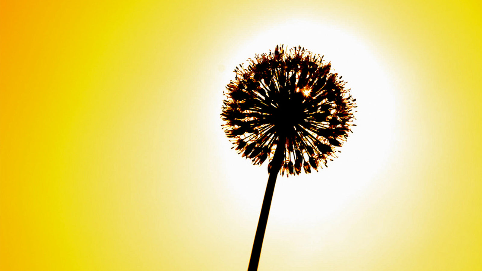 Do Inactive Ingredients Matter?